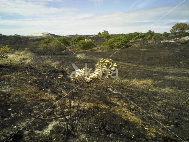 Schoorlse Duinen