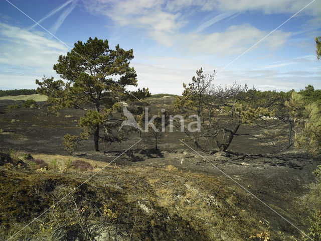 Schoorlse Duinen