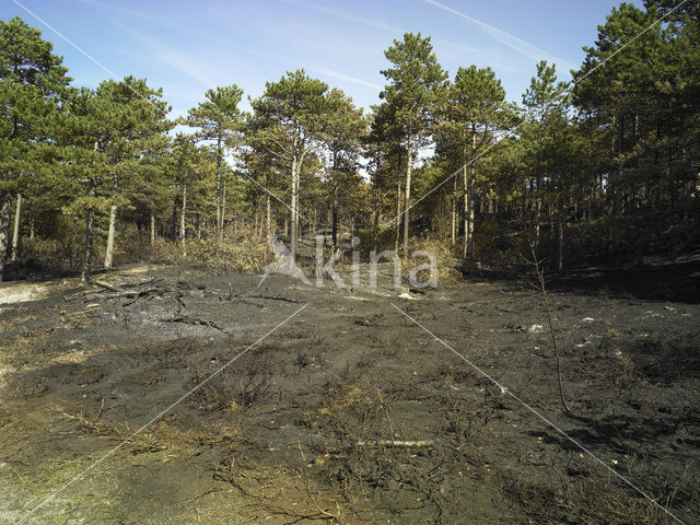 Schoorlse Duinen