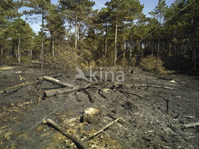 Schoorlse Duinen