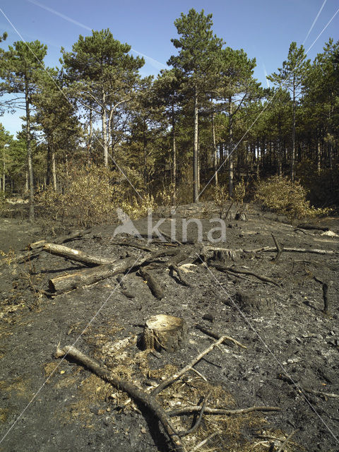 Schoorlse Duinen