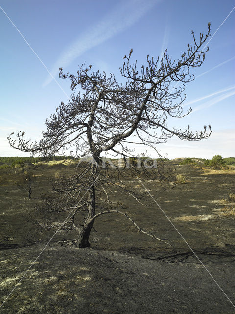 Schoorlse Duinen