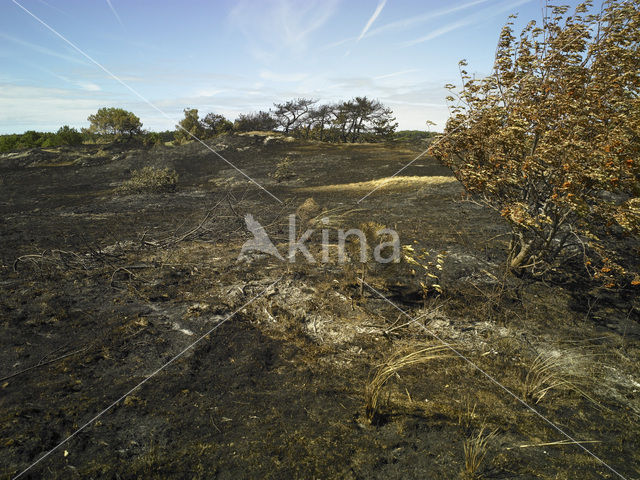 Schoorlse Duinen