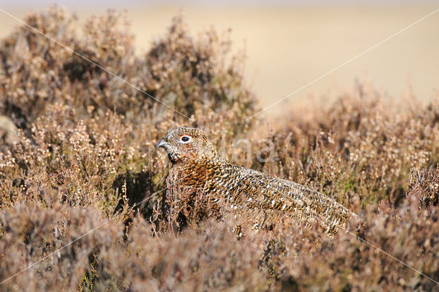 Red grouse (Lagopus lagopus scoticus)