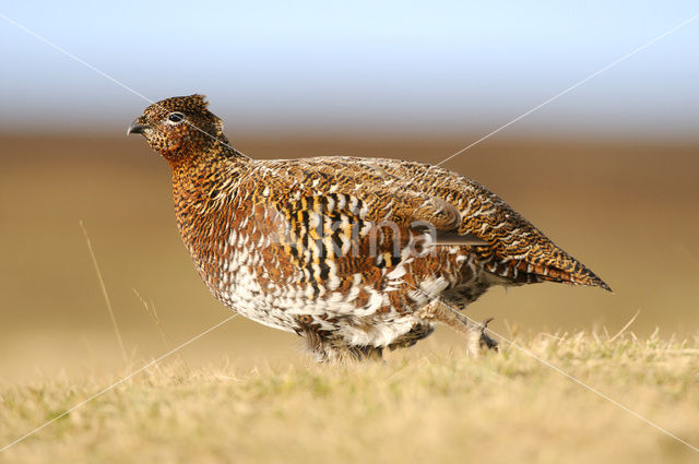 Red grouse (Lagopus lagopus scoticus)