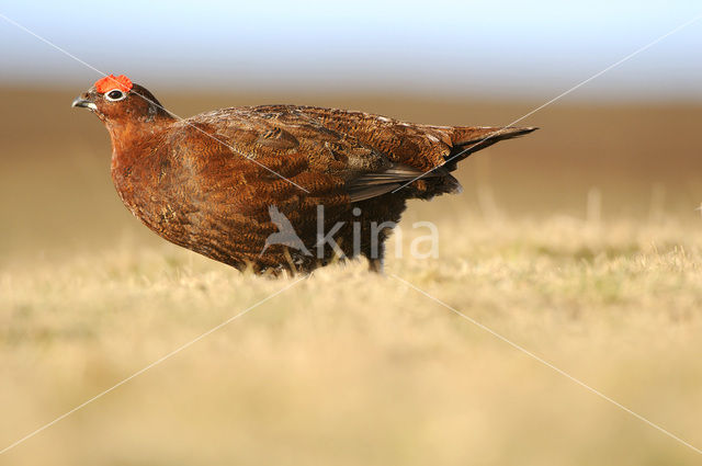 Red grouse (Lagopus lagopus scoticus)
