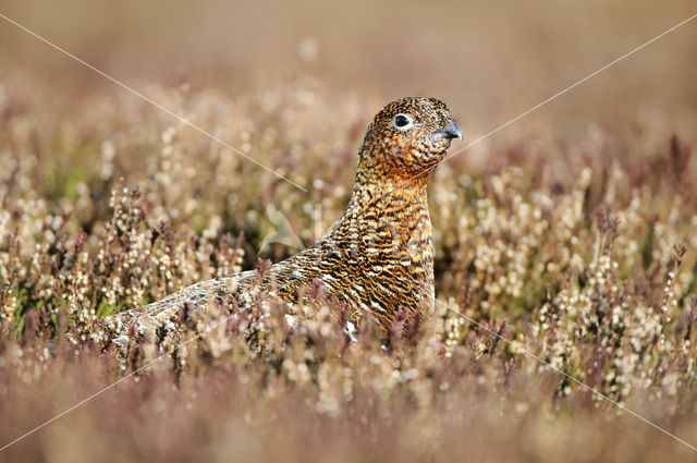 Schots Sneeuwhoen (Lagopus lagopus scoticus)