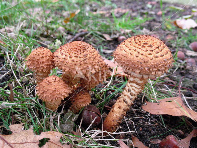 Schubbige bundelzwam (Pholiota squarrosa)