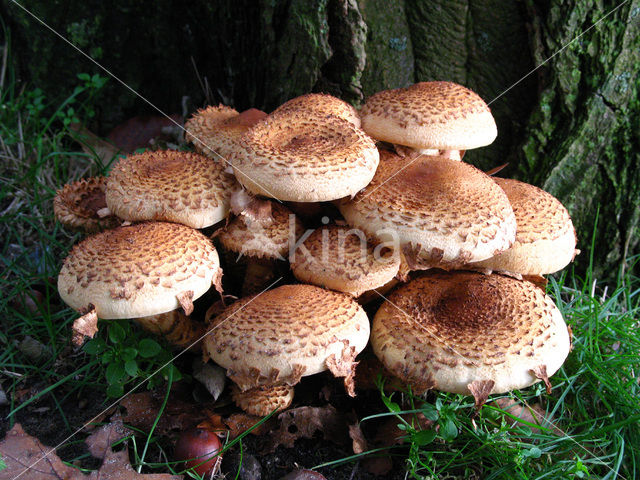 Shaggy Scalycap (Pholiota squarrosa)