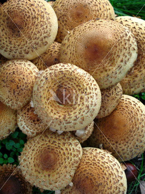 Schubbige bundelzwam (Pholiota squarrosa)