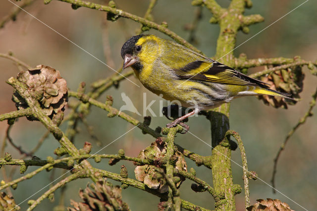 Eurasian Siskin (Carduelis spinus)