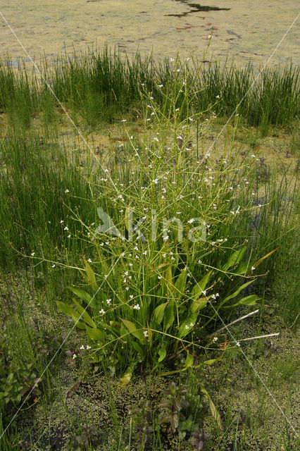 Narrow-leaved Waterplantain (Alisma lanceolatum)