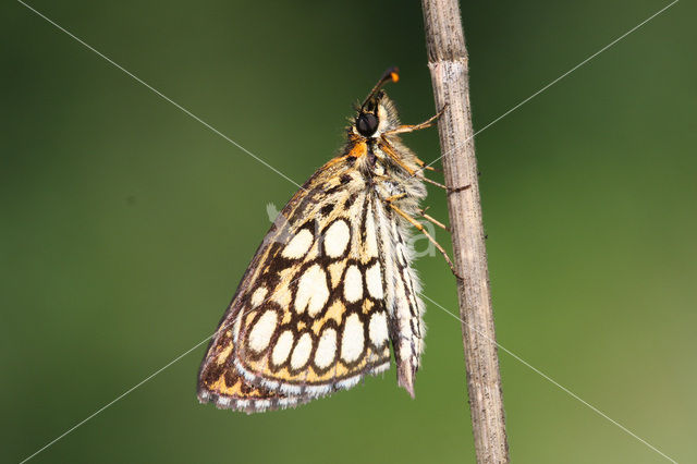 Spiegeldikkopje (Heteropterus morpheus)