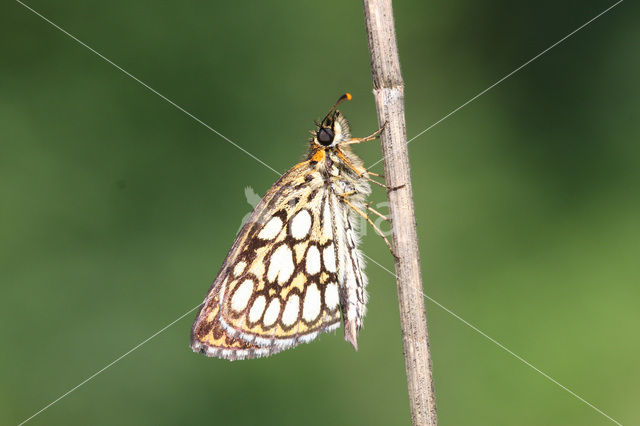 Spiegeldikkopje (Heteropterus morpheus)