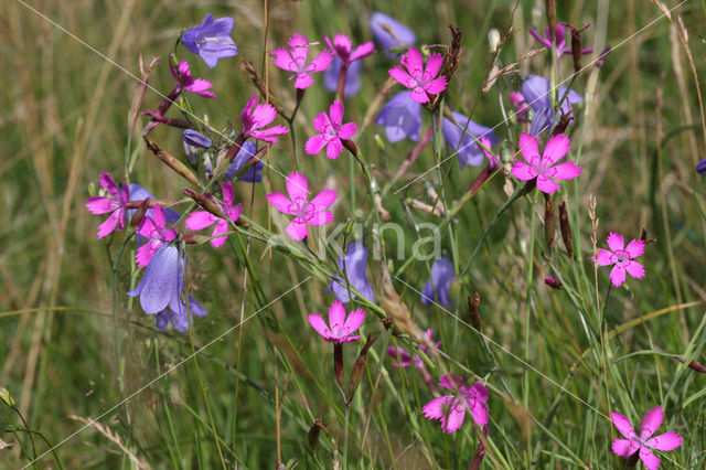 Maiden Pink (Dianthus deltoides)