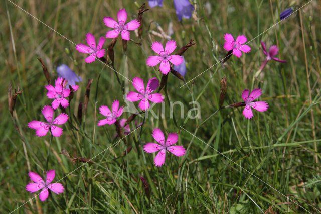 Maiden Pink (Dianthus deltoides)