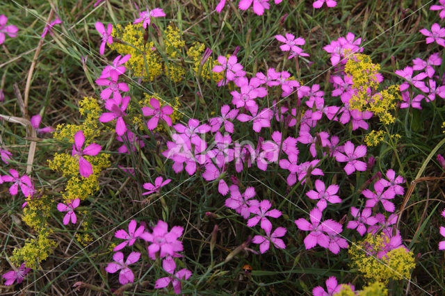 Maiden Pink (Dianthus deltoides)