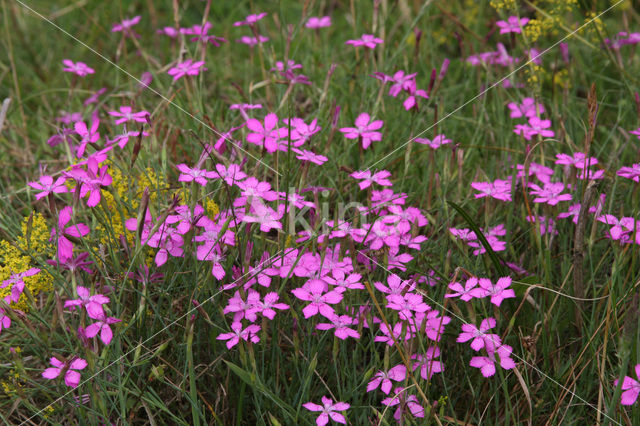 Maiden Pink (Dianthus deltoides)