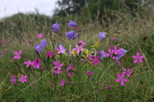 Maiden Pink (Dianthus deltoides)