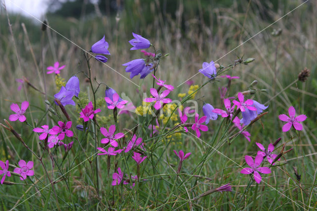 Maiden Pink (Dianthus deltoides)