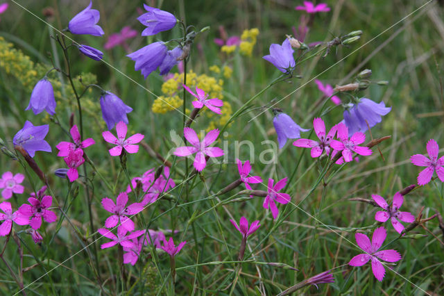 Maiden Pink (Dianthus deltoides)