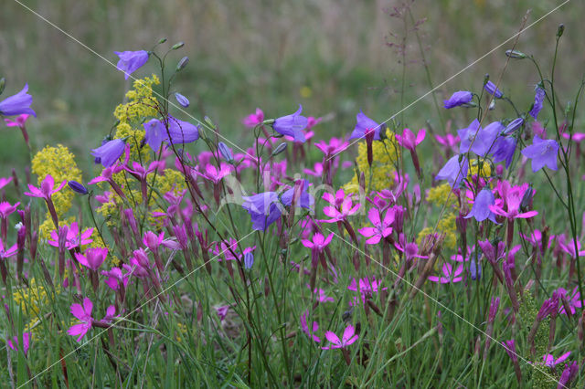 Maiden Pink (Dianthus deltoides)