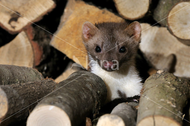Beech Marten (Martes foina)