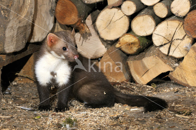 Beech Marten (Martes foina)