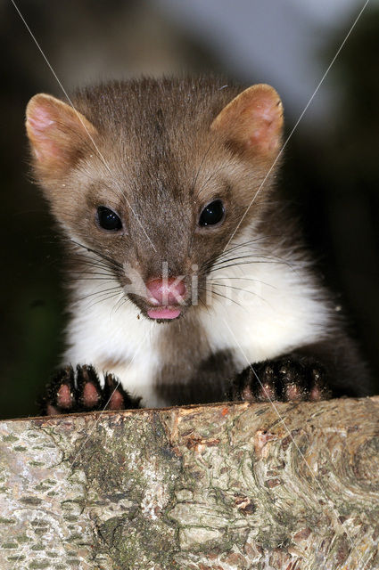 Beech Marten (Martes foina)