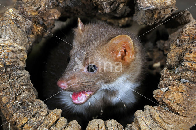 Beech Marten (Martes foina)