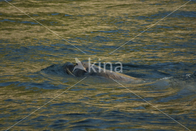 Steller’s Sea lion (Eumetopias jubatus)