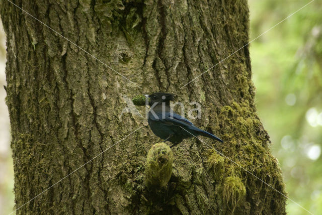 Steller’s Jay (Cyanocitta stelleri)