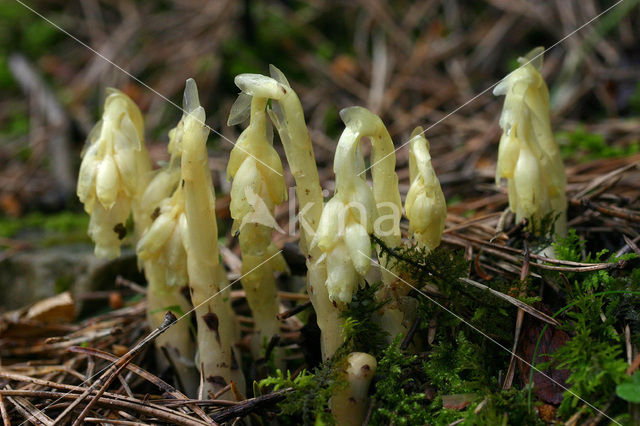 Stofzaad (Monotropa hypopitys)