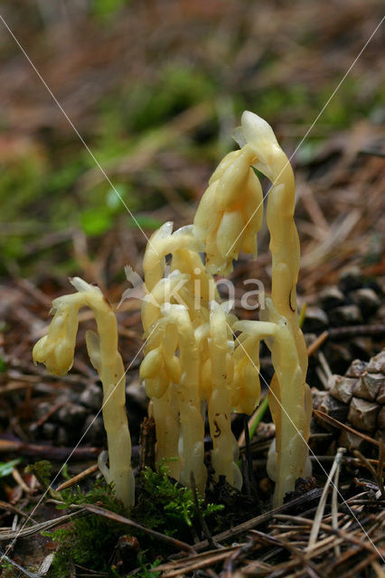 Yellow Bird’s Nest (Monotropa hypopitys)