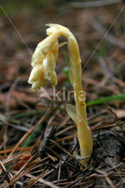 Stofzaad (Monotropa hypopitys)