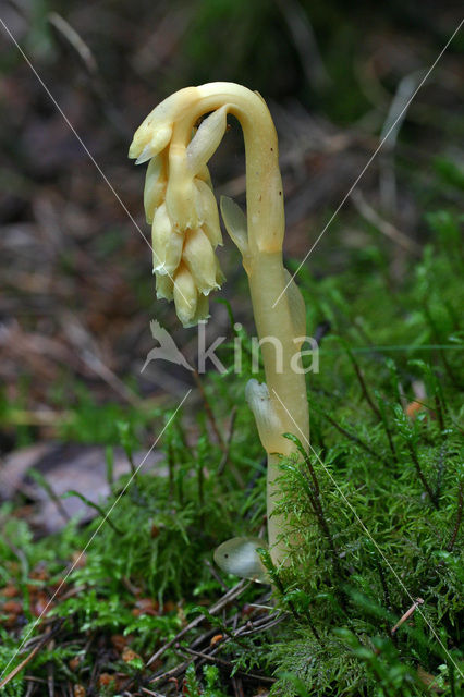 Stofzaad (Monotropa hypopitys)