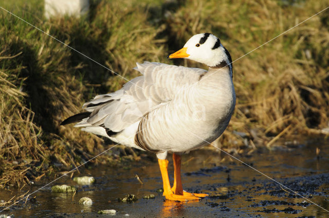 Bar-headed Goose (Anser indicus)