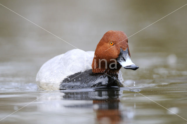 Pochard (Aythya ferina)