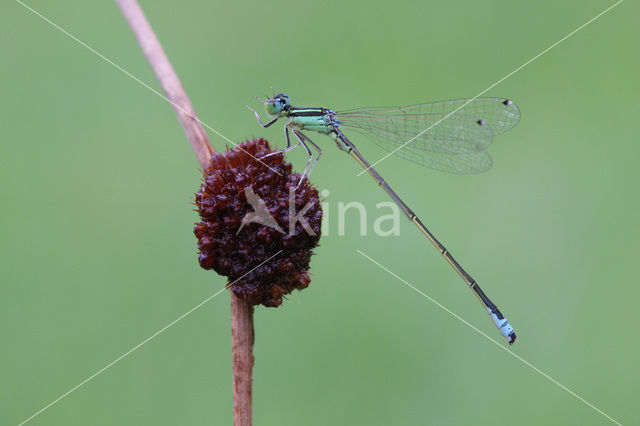 Scarce Blue-tailed Damselfly (Ischnura pumilio)