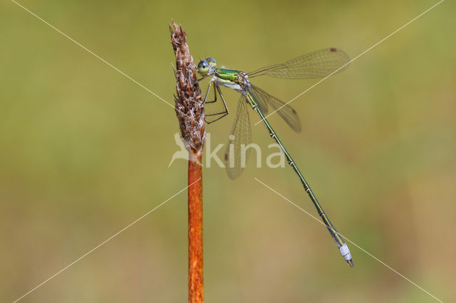 Tengere pantserjuffer (Lestes virens)