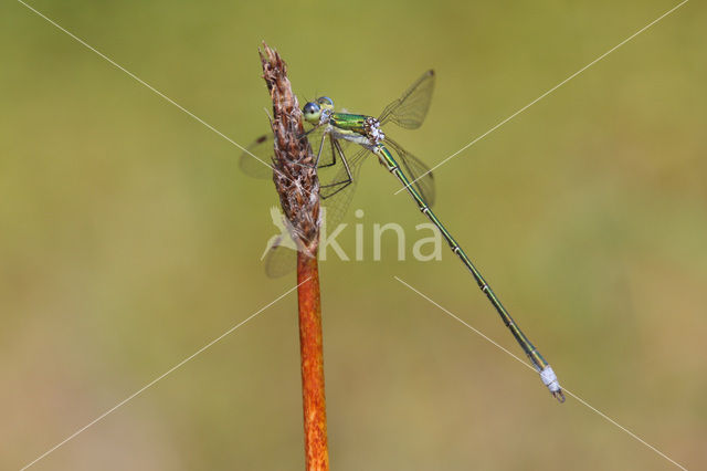 Small Emerald Damselfly (Lestes virens)