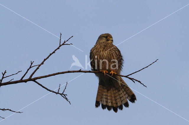 Common Kestrel (Falco tinnunculus)