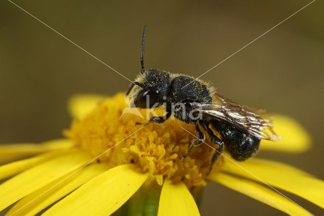 Daisy carpenter bee (Heriades truncorum)