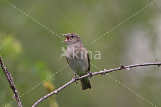 Garden Warbler (Sylvia borin)