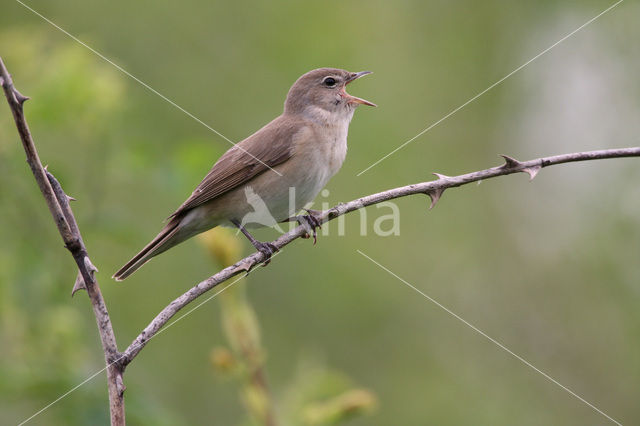 Garden Warbler (Sylvia borin)