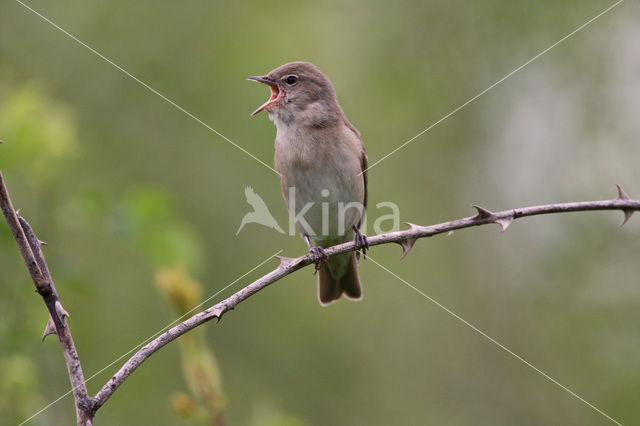 Garden Warbler (Sylvia borin)