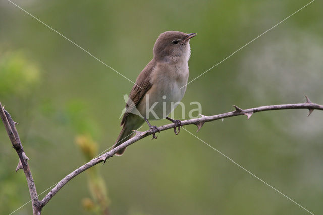 Garden Warbler (Sylvia borin)