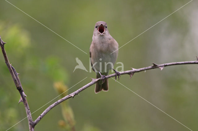 Garden Warbler (Sylvia borin)