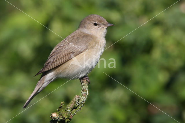 Garden Warbler (Sylvia borin)