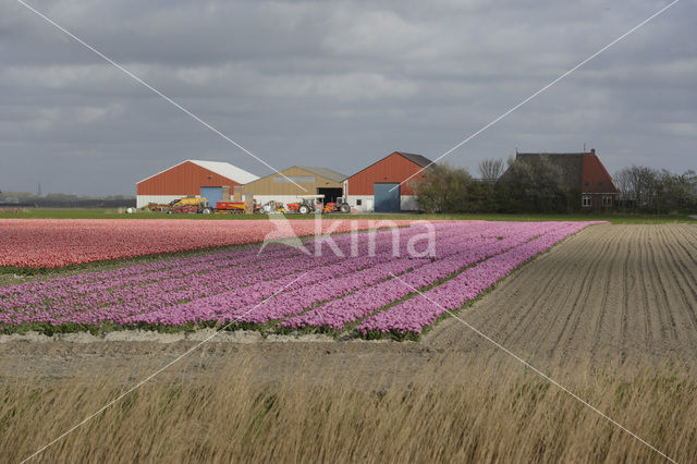 Tulip (Tulipa)